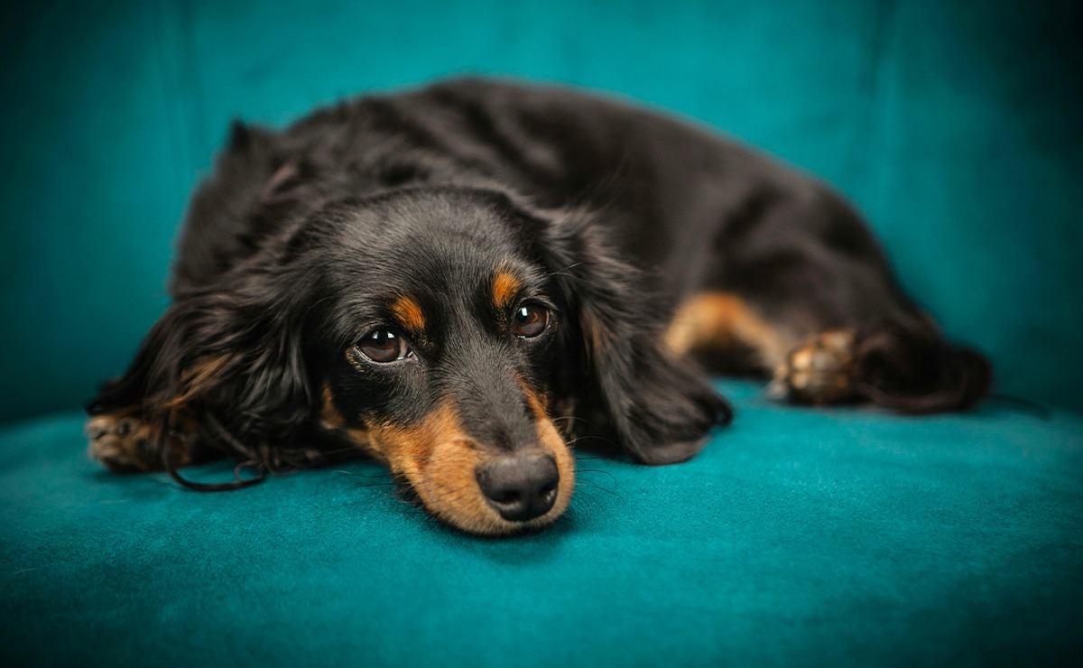 Cane nero a pelo lungo sdraiato su un divano verde petrolio, con sguardo dolce e malinconico rivolto verso l’obiettivo.