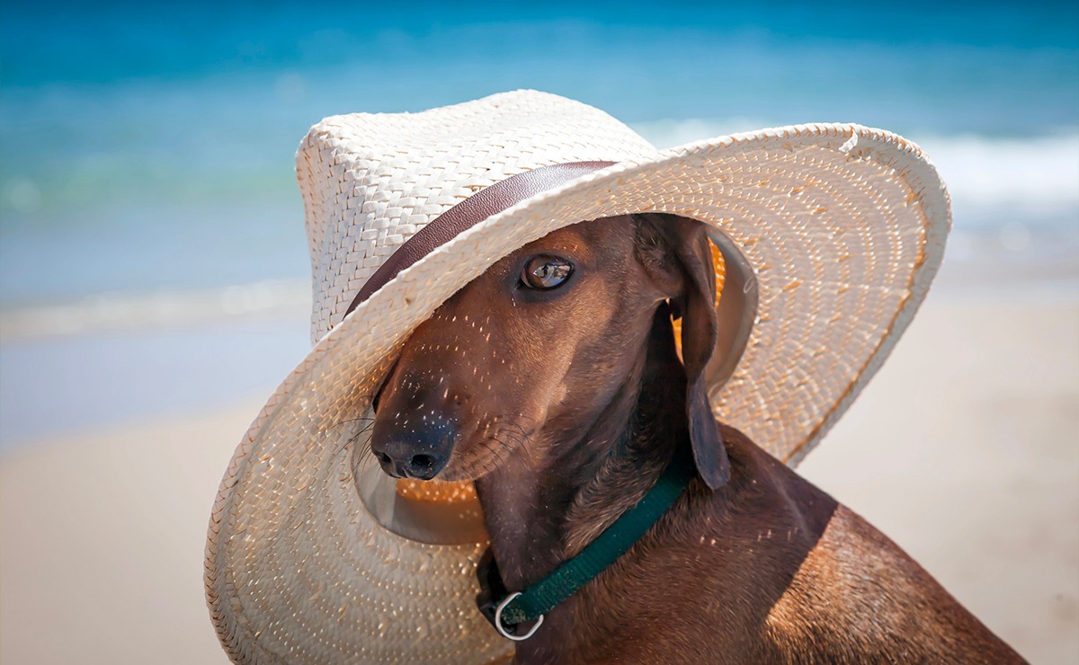 Bassotto con cappello di paglia in spiaggia, simbolo di protezione dal caldo estivo per i cani.