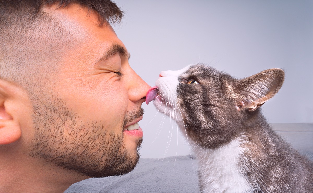 Gatto grigio e bianco lecca affettuosamente il naso del suo umano, in un momento di tenerezza e complicità tra gatto e proprietario.