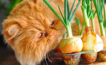 Gatto rosso annusa cipolle germogliate