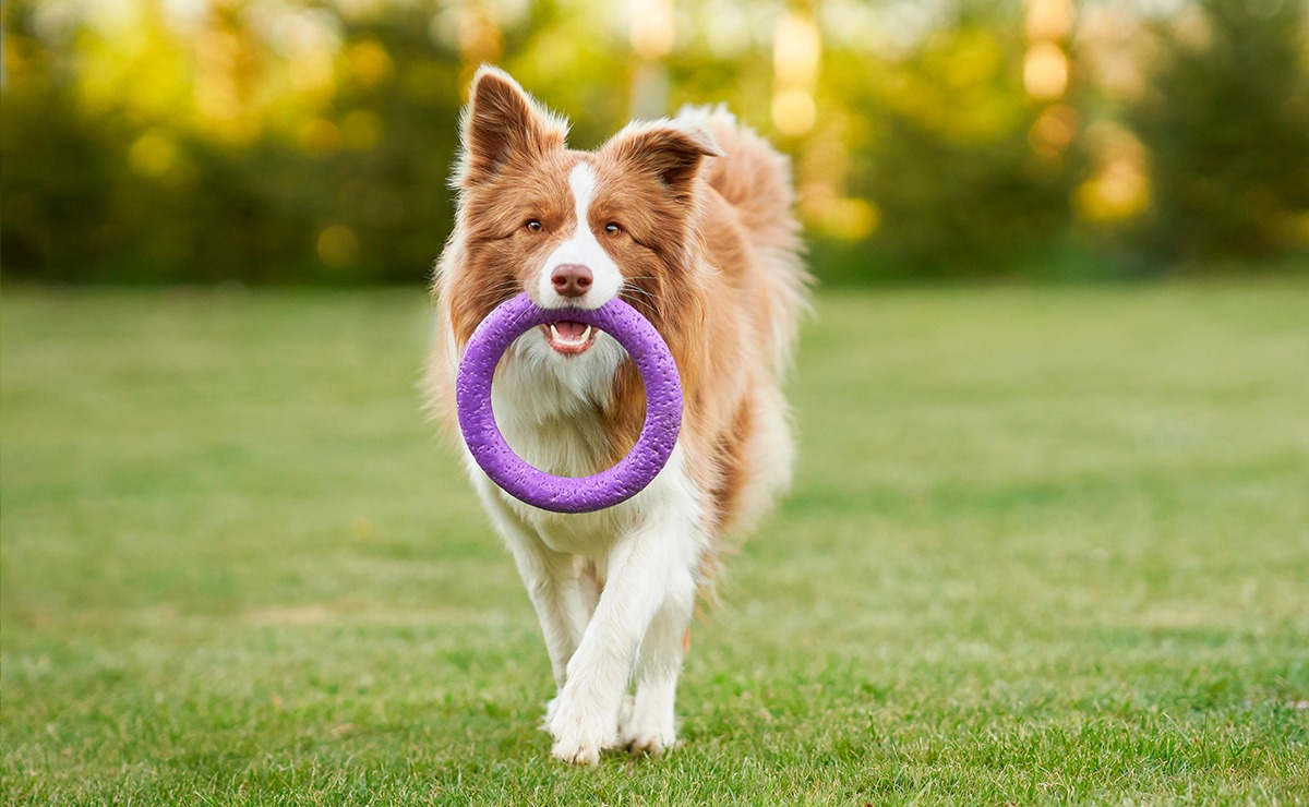 Cane Border Collie gioca su un prato con un anello di gomma viola in bocca