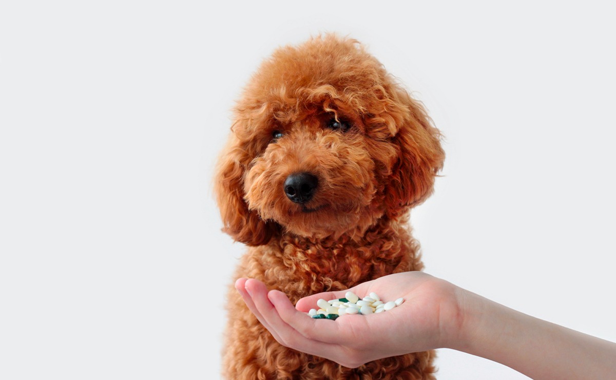 Cane barboncino guarda con diffidenza una mano che gli mostra diverse pillole