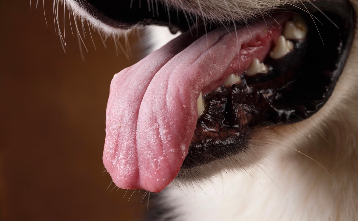 Primo piano della bocca di un cane con la lingua di fuori e i denti in vista