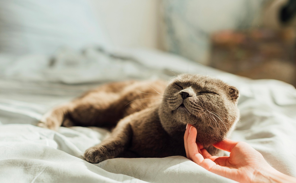 Gatto grigio rilassato su un letto mentre viene accarezzato sotto il mento