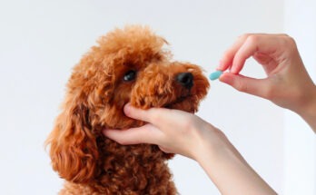 Barboncino che guarda la pillola