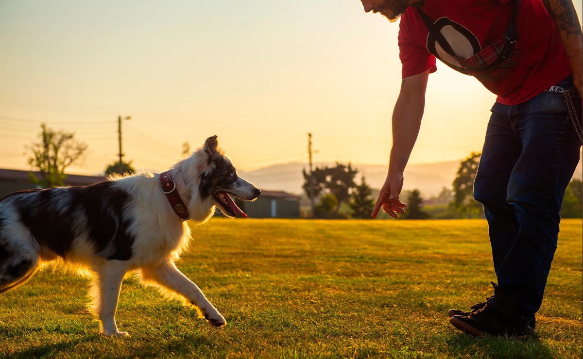 Cane bianco e nero corre verso il suo umano in un prato al tramonto