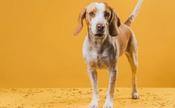 Cane di taglia media con espressione attenta su sfondo giallo