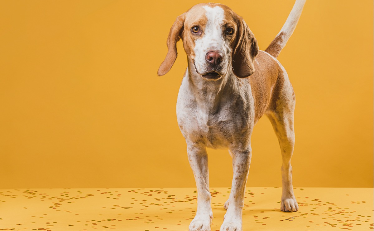 Cane di taglia media con espressione attenta su sfondo giallo