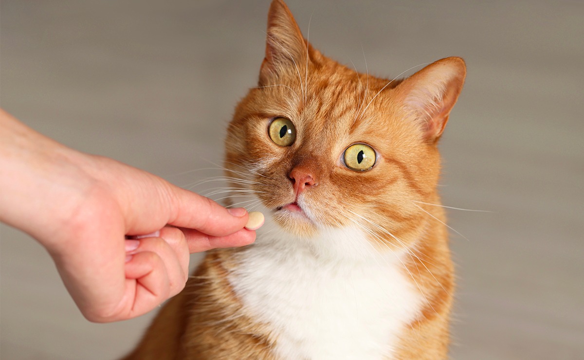 Gatto rosso con espressione sospettosa mentre una mano gli porge una pillola