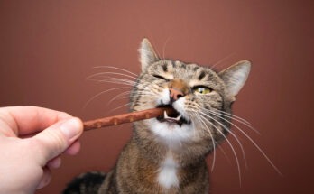 Gatto tigrato con petto bianco che morde uno snack a forma di stick tenuto da una mano umana