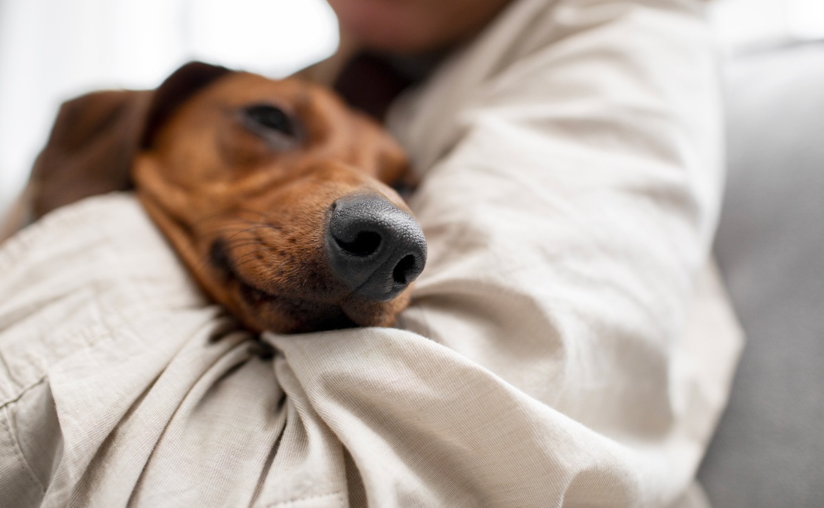 Primo piano di un cane che riposa tranquillo tra le braccia del suo umano