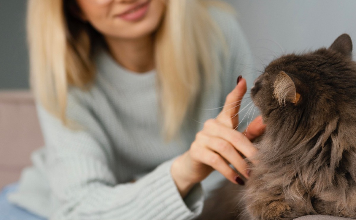 Persona che corregge il comportamento del gatto con gesto delicato