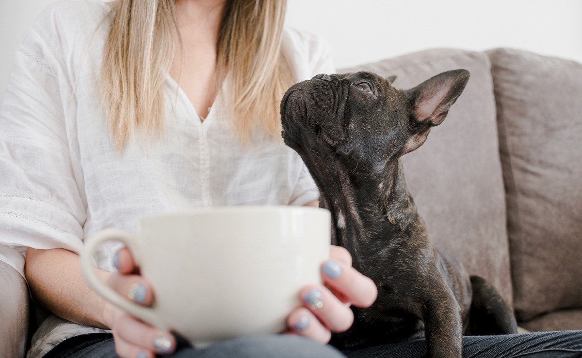 Cane che guarda una tazza mentre una donna la tiene in mano seduta sul divano