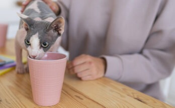 Gatto Sphynx che beve tisana da una tazza rosa