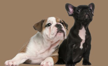 Cucciolo di Bulldog Francese accanto a cucciolo di Boston Terrier