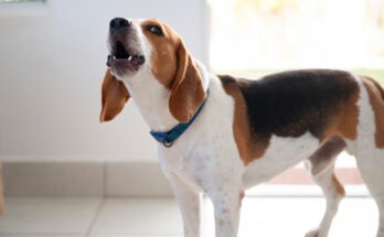 Cane in casa con collare che abbaia con la bocca aperta