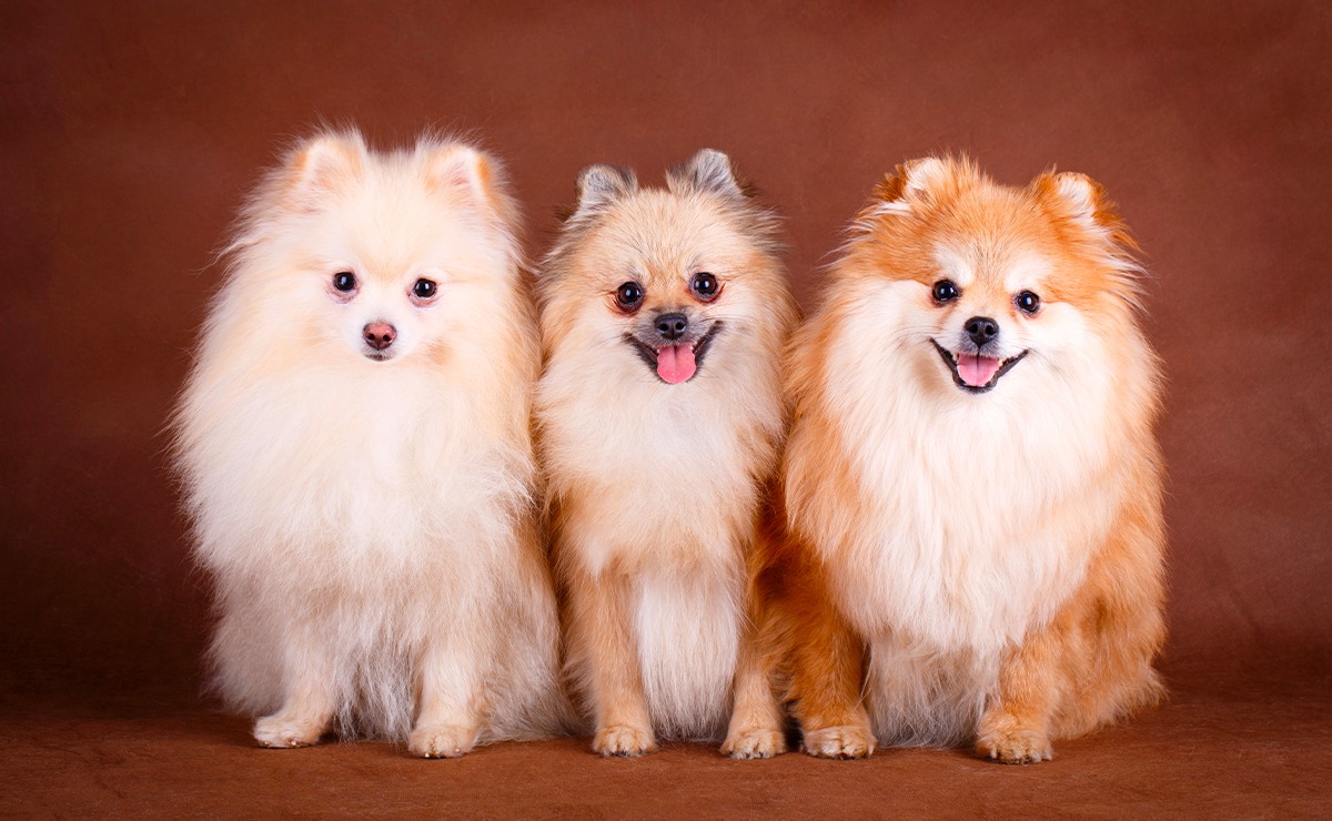 Tre cani di piccola taglia simili a Pomerania, con pelo folto e colori chiari e arancio