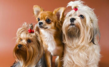 Tre cani di piccola taglia (Chihuahua, Yorkshire Terrier e Maltese) con pelo curato e accessori