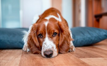 Cane sdraiato sul pavimento di casa con sguardo triste e orecchie abbassate