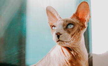 Gatto senza pelo tipo Sphynx con pelle chiara e rugosa vicino a una finestra