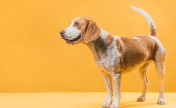 Cane bianco e marrone in piedi su sfondo arancione, con coda alzata mentre scodinzola