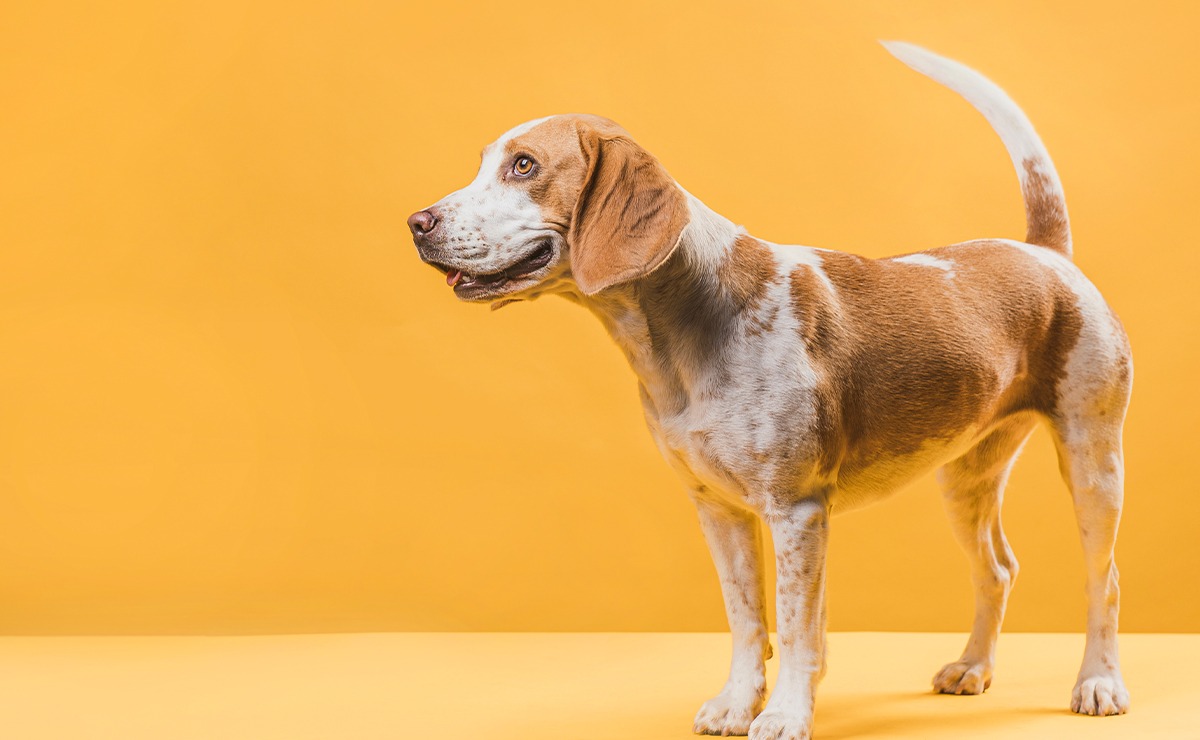 Cane bianco e marrone in piedi su sfondo arancione, con coda alzata mentre scodinzola