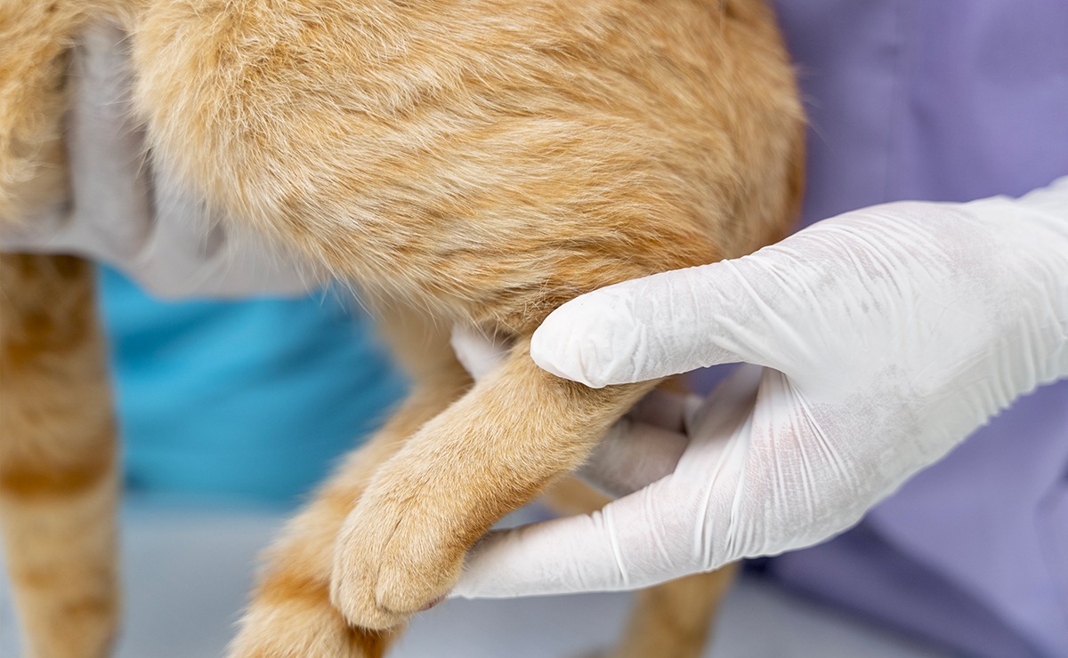 Zampa posteriore di un gatto arancione sostenuta da una mano con guanto durante un controllo veterinario