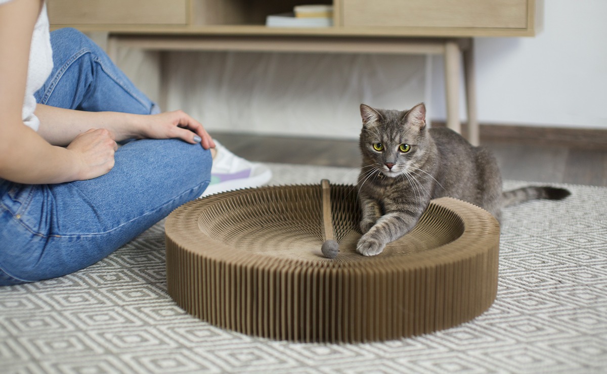 Gatto grigio sdraiato su tiragraffi in cartone ondulato a forma circolare
