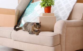 Gatto domestico su un divano tra scatoloni e oggetti da trasloco