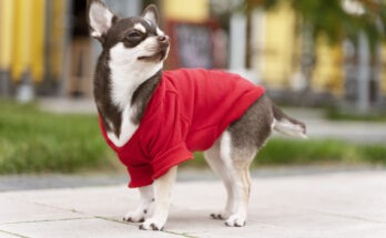 Chihuahua adulto di piccola taglia con felpa rossa durante una passeggiata