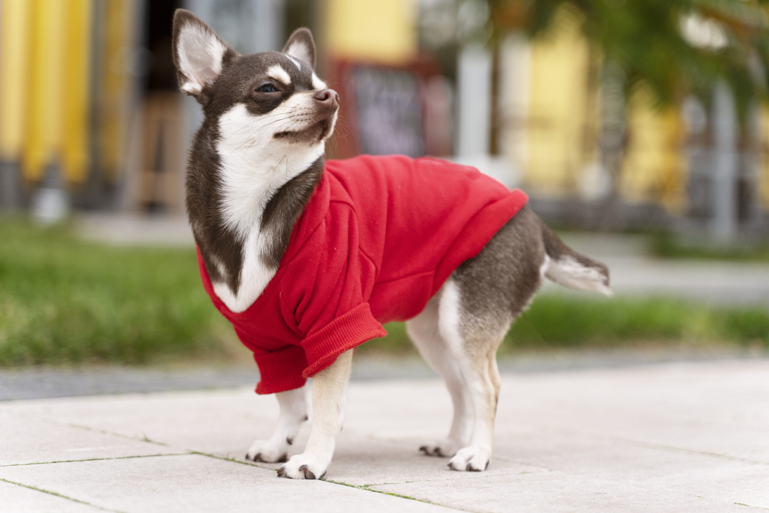 Chihuahua adulto di piccola taglia con felpa rossa durante una passeggiata