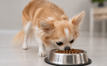 Chihuahua a pelo lungo mentre mangia crocchette da una ciotola in acciaio
