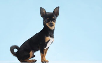 Esemplare adulto di Chihuahua a pelo corto nero focato in posizione seduta