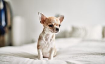 Cucciolo di Chihuahua molto piccolo seduto su un letto, esempio di cane spesso definito commercialmente Chihuahua Toy