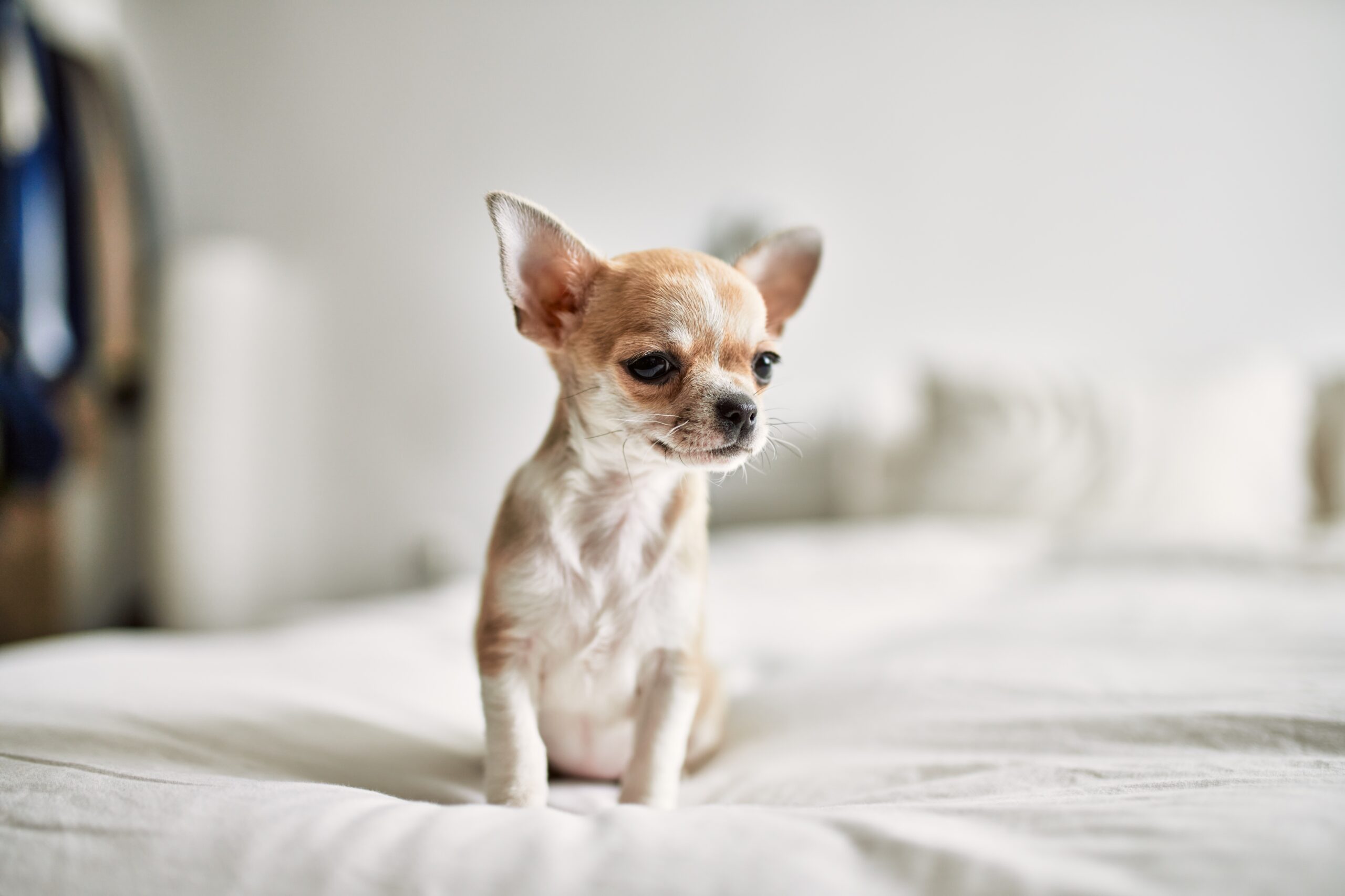 Cucciolo di Chihuahua molto piccolo seduto su un letto, esempio di cane spesso definito commercialmente Chihuahua Toy