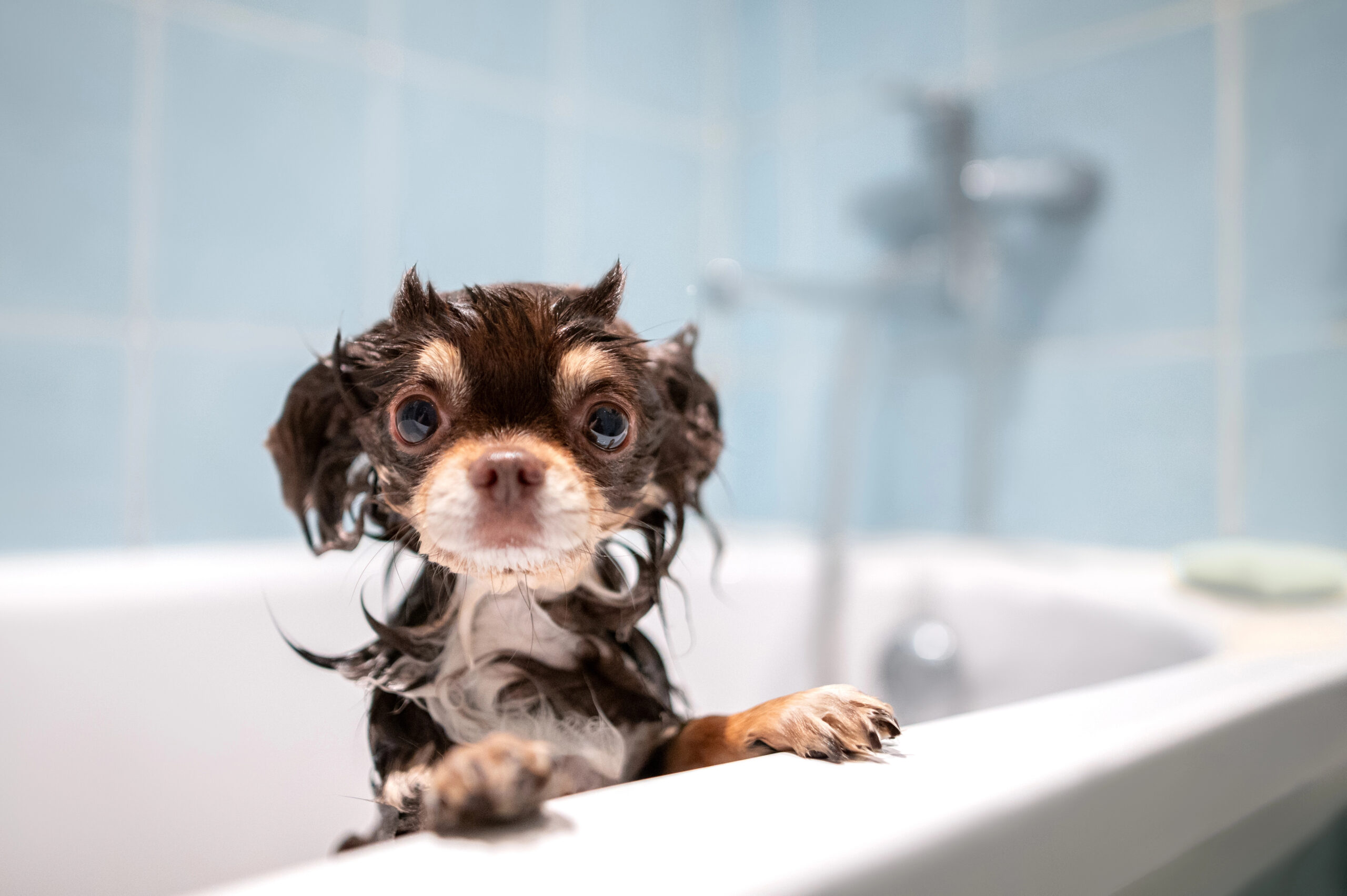 Chihuahua durante il bagno nella vasca di casa mentre viene lavato con acqua tiepida