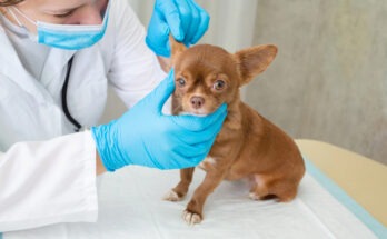 Visita veterinaria a un Chihuahua durante il controllo clinico per la prevenzione delle malattie della razza