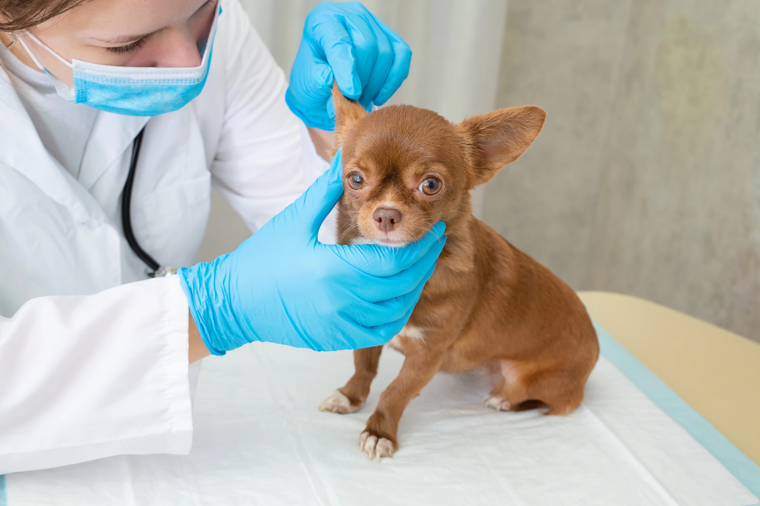 Visita veterinaria a un Chihuahua durante il controllo clinico per la prevenzione delle malattie della razza