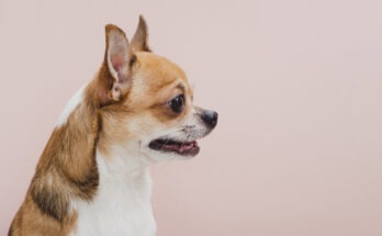 Chihuahua fulvo e bianco visto di profilo su sfondo rosa chiaro