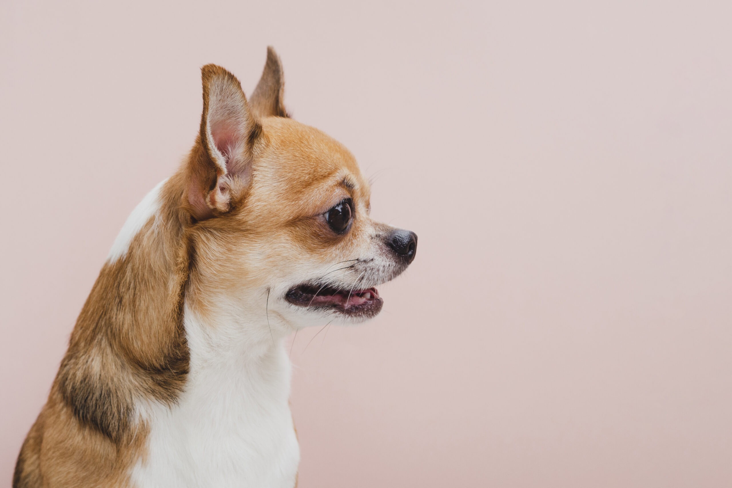 Chihuahua fulvo e bianco visto di profilo su sfondo rosa chiaro