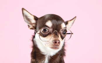 Chihuahua adulto con occhiali su sfondo rosa chiaro