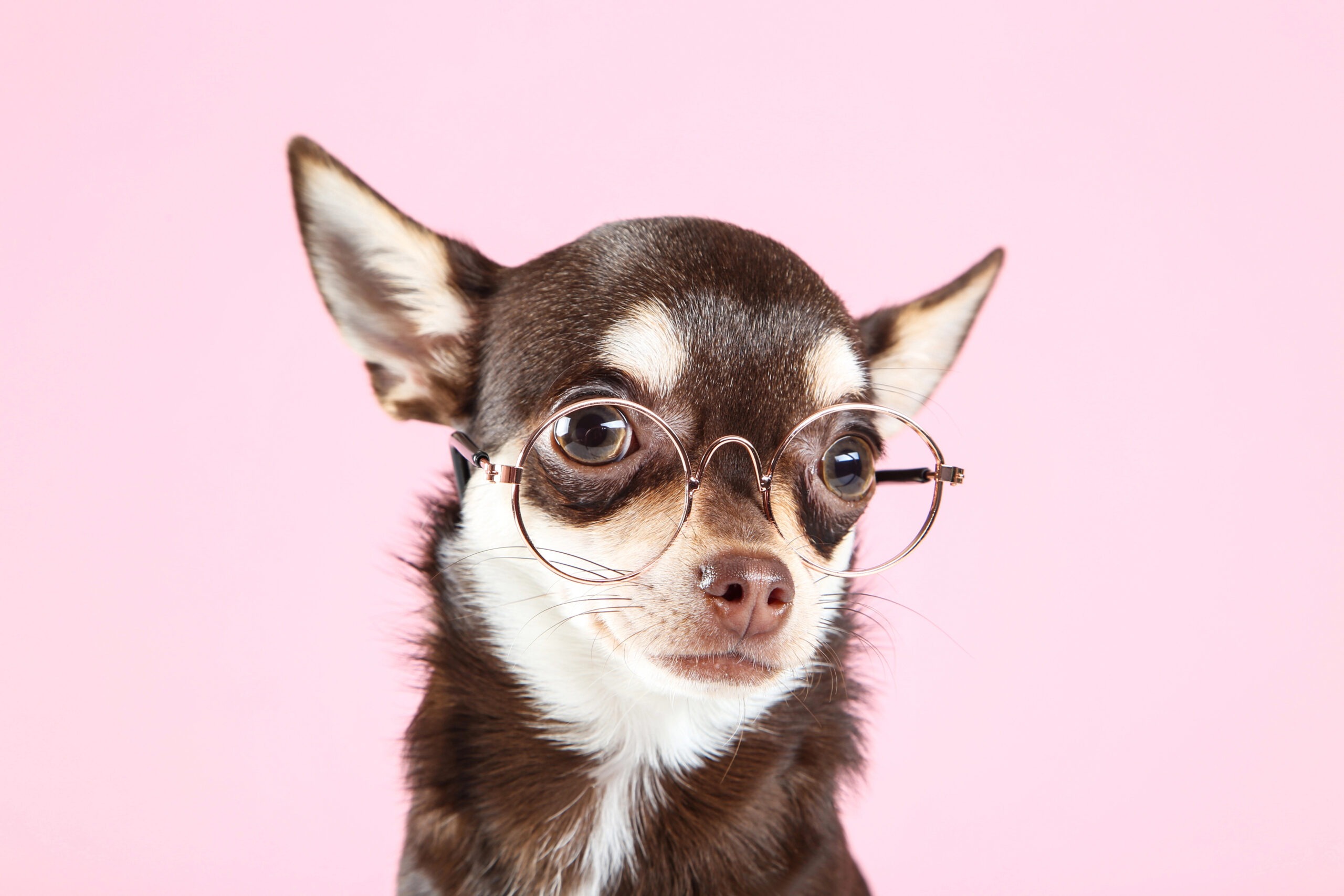 Chihuahua adulto con occhiali su sfondo rosa chiaro