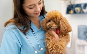 Veterinaria tiene in braccio un Barboncino durante una visita di controllo